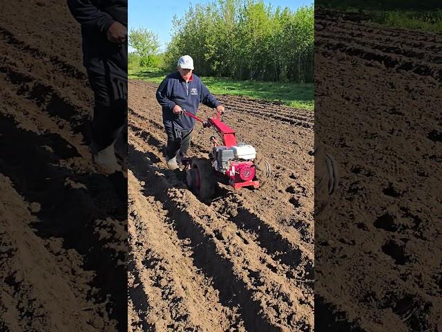 мотоблок с окучниками, весенние работы #агротехнологии #farming #agriculture
