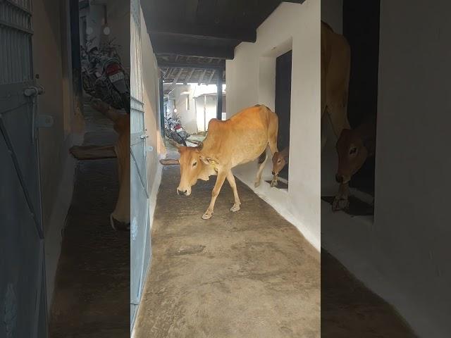 meri gaiya aati hai mujhko doodh pilati #cow #merigaiyaaatihai #gaumatakijaiho #cowlover #cowlovers