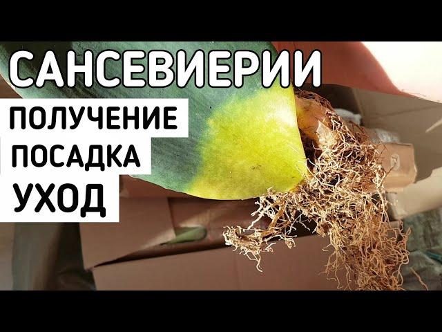 САНСЕВИЕРИИ сортовые почтой  МАСОНИАНА сансевиерия ПЕРЕСАДКА ПОЛИВ sansevieria| про рекламу !!!