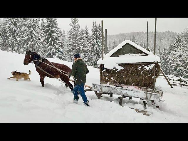 The charm of winter life in the Carpathian village