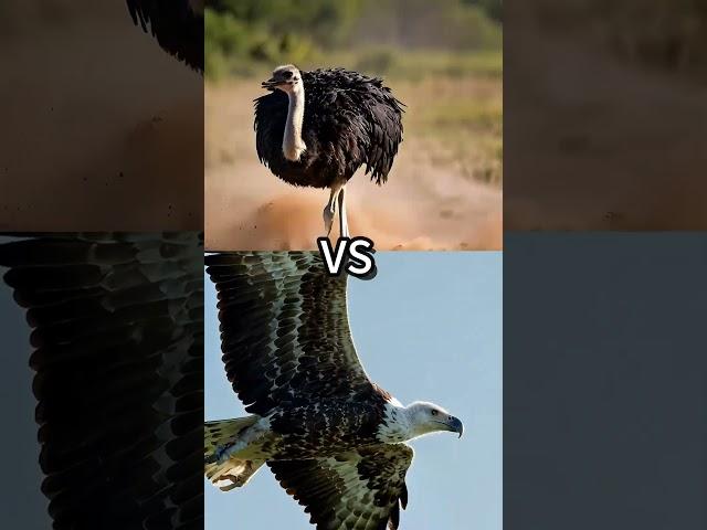 Who’s the Ultimate Bird Champion?#goose  #peacock  #flamingo  #ostrich  #baldeagle  #vultures