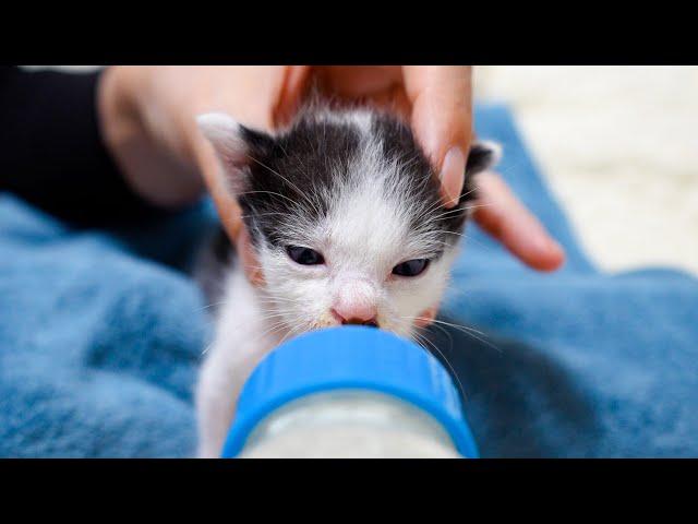 Kittens Struggling to Drink Milk: Day 3 of Rescue 