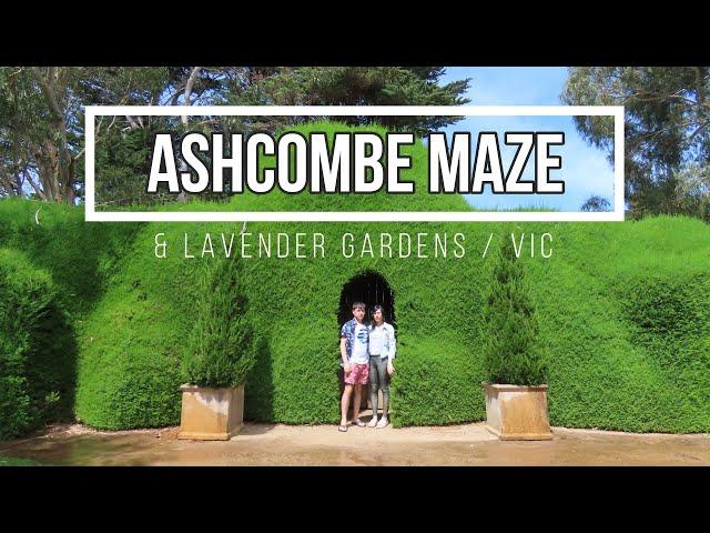 Ashcombe Maze & Lavender Gardens VIC Australia - 2h Drive from Melbourne