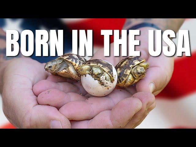 Baby Tortoises Hatch in USA for the First Time Ever!