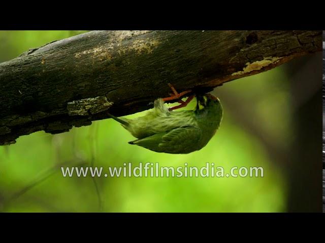 Coppersmith Barbet digging in dead wood for nesting, or hunting down insect larvae?