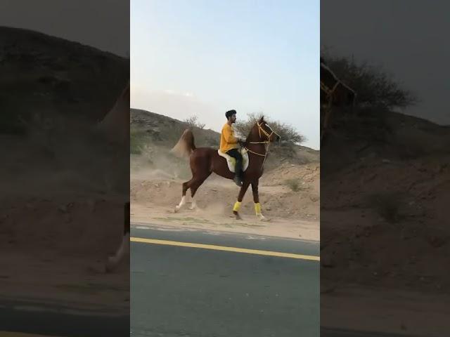 Арабская порода лошадей. #horses #рекомендации #арабскаялошадь #лошади