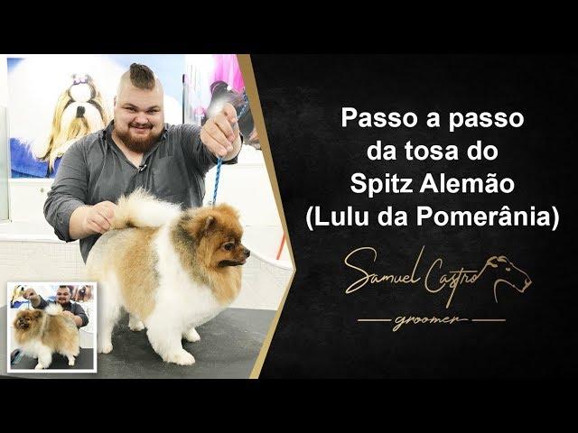 Passo a passo da tosa do Spitz Alemão (Lulu da Pomerânia) - SAMUEL CASTRO