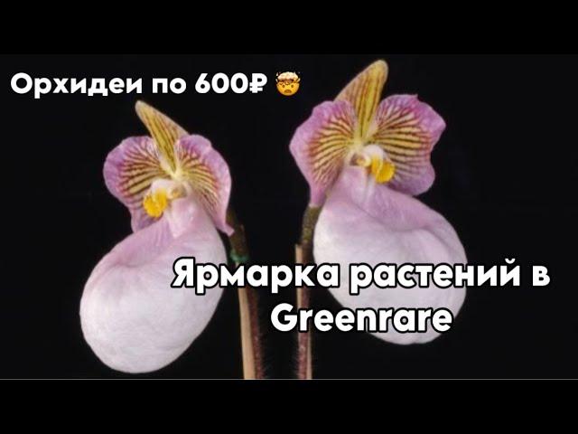 Ярмарка - выставка растений в Greenrare || Таких цен на орхидеи я не видел давно 