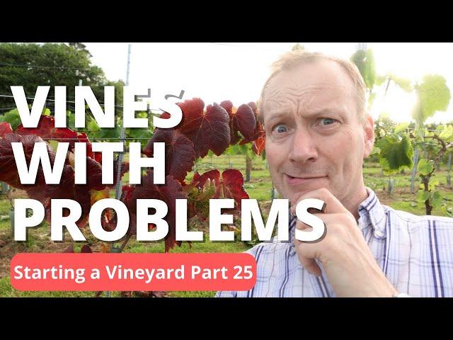 The HARDEST Vines to Manage in Our Vineyard!