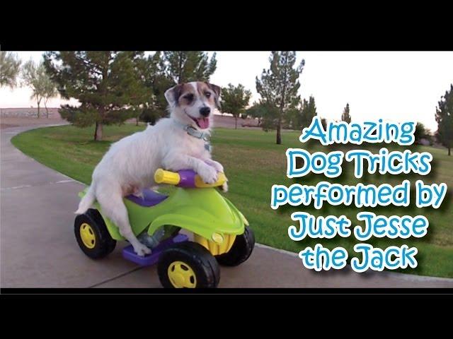 Amazing Dog Tricks performed by Jesse!