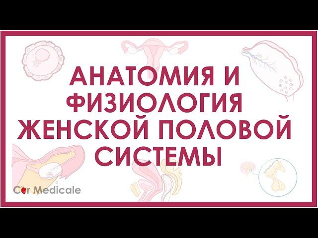 Анатомия и физиология женской половой системы - обзорно