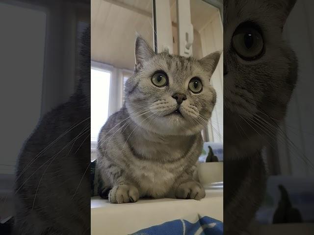 Кот ногу сломал #смехдослез #кот #видосыоткота #cat #юмор #прикольныекоты #прикол #котики #смешно