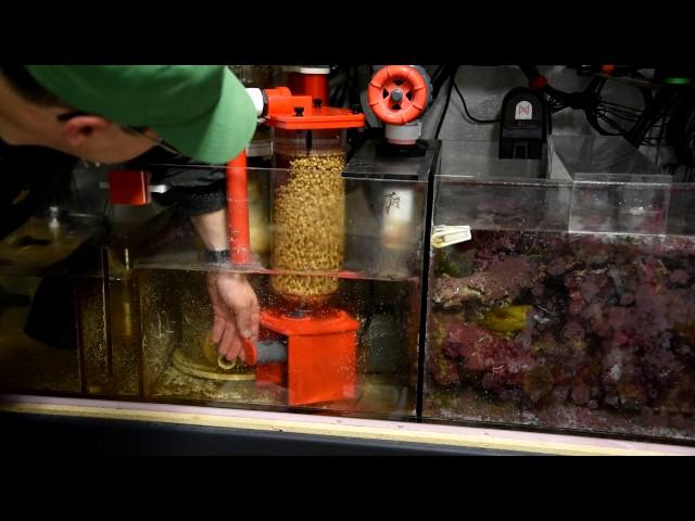 Electrical Trouble in the Tank with Biopellets