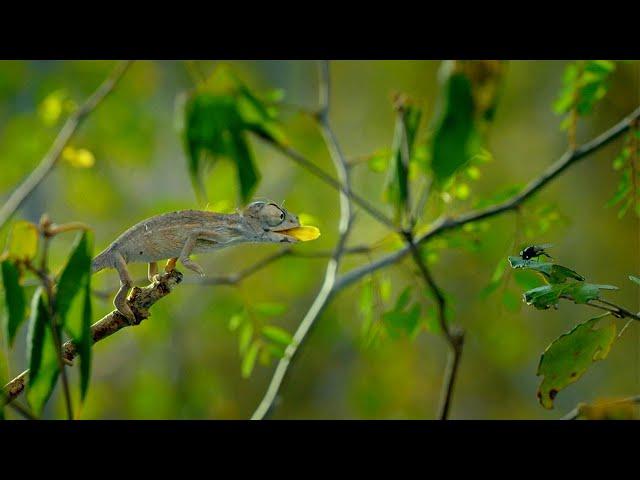 A Chameleons' Race Against Time | Earth's Tropical Islands | BBC Earth