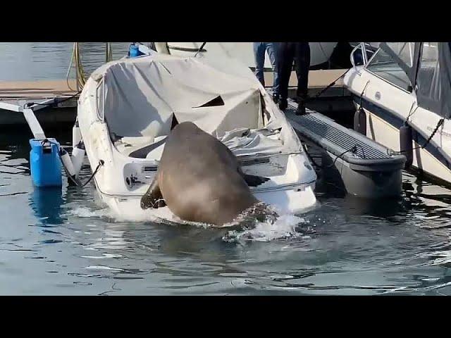 Freya the walrus: Boat-sinking giant gets up to mischief in Oslo