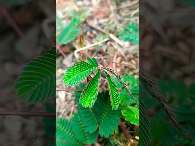 छुई मुई/tuch me not/mimasa pudica/chui mui plant/#chuimui #livescience #shortsfeed