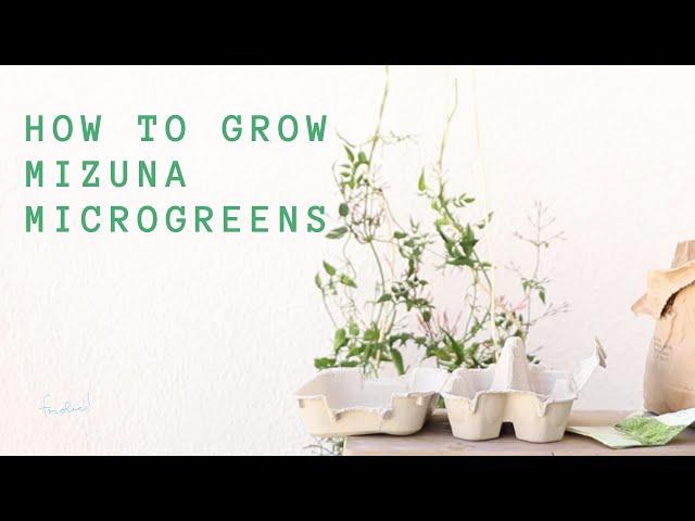 How to Grow Mizuna Microgreens