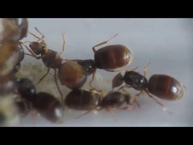 Lasius flavus (multiple queens)