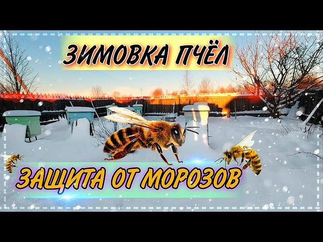 ЗИМНИЕ РАБОТЫ НА ПАСЕКЕ В ДЕКАБРЕ/ЗИМОВКА ПЧЁЛ/ОБРЫВАЕМ  УЛЬЯ/ГИБЕЛЬ ПЧЁЛ/ЗАЩИТА ПАСЕКИ ОТ ВЕТРА