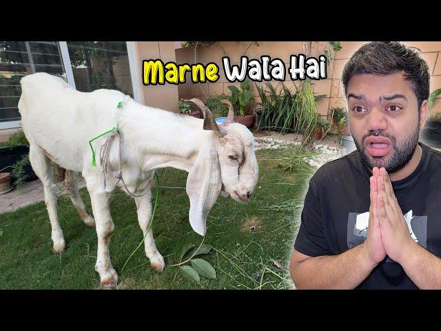 Mera Qurbani Ka Bakra Marne Wala Hai  | Kuku Beemaar Ho Geya  | Need Prayers 