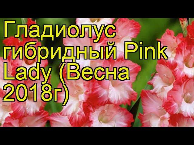 Гладиолус гибридный (Pink Lady). Краткий обзор, описание характеристик, где купить луковицы