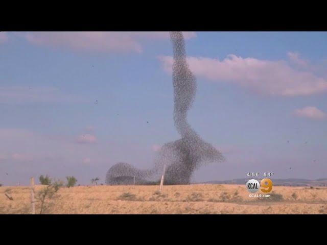 A Flock Of Starling Birds Mesmerize Onlookers In Israel