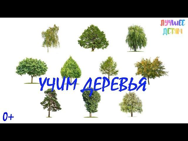 Деревья. Учим деревья для детей на русском / Лучшее детям