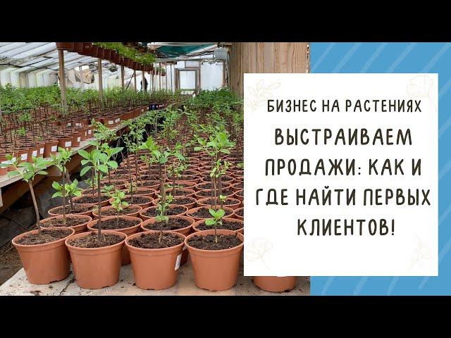 БИЗНЕС НА РАСТЕНИЯХ! ИЩЕМ КЛИЕНТОВ И НАЧИНАЕМ ПРОДАЖИ!