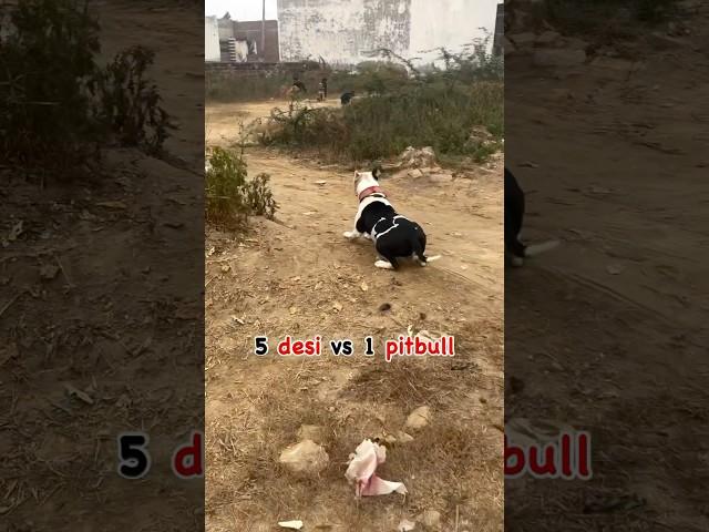 5 Street Dog vs 1 Pitbull Dog  #shorts #pitbull #dogs @Street_Dog_Pluto