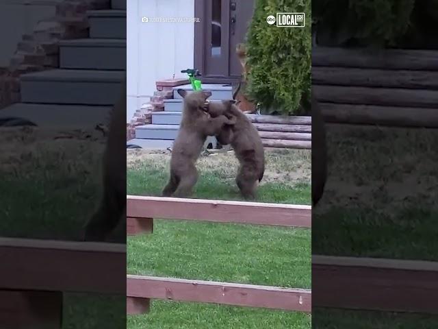 Bear cubs wrestle outside CA home