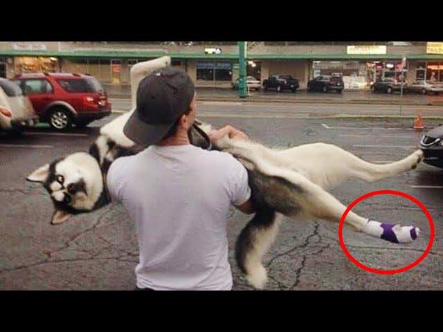 When the Most Dramatic Dog Going to the Vet! The Funniest DOGS 2024!