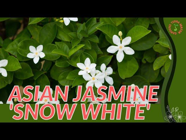 ASIAN JASMINE 'SNOW WHITE' Information and Growing Tips! (Wrightia antidysenterica)