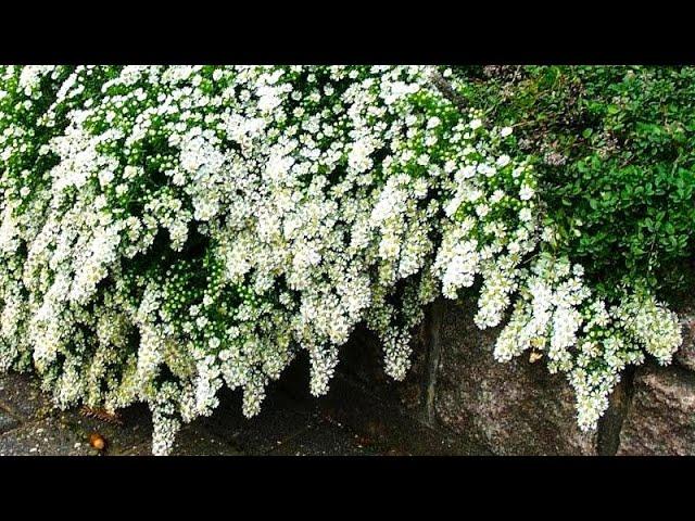 Fragrant foam of flowers to persistent frosts. Unpretentious perennial