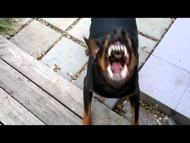 My barking Doberman :)