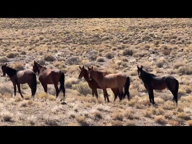 On our way home through Nevada…