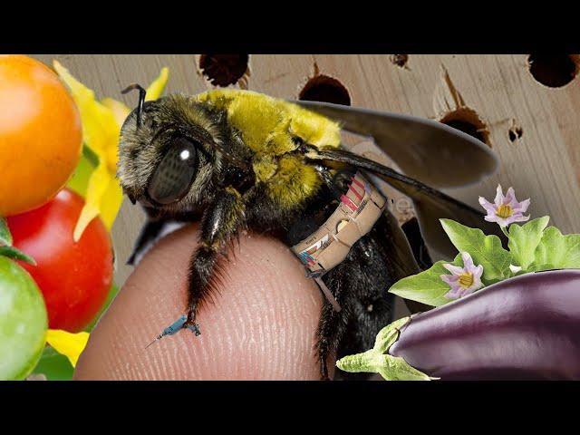 BEES! - Ep1 | Carpenter bees