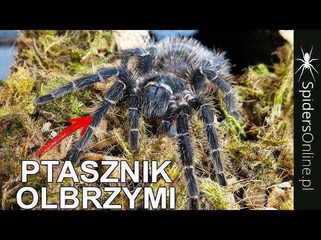 OLBRZYMI PTASZNIK dostaje nowe terrarium - opis Lasiodora parahybana - spidersonline.pl