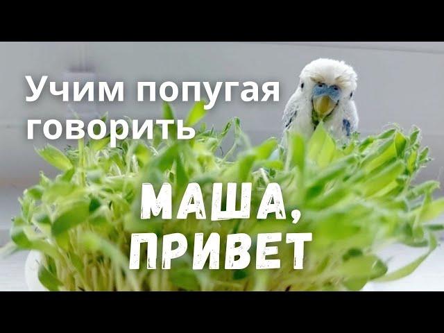 Учим попугая говорить Маша, привет