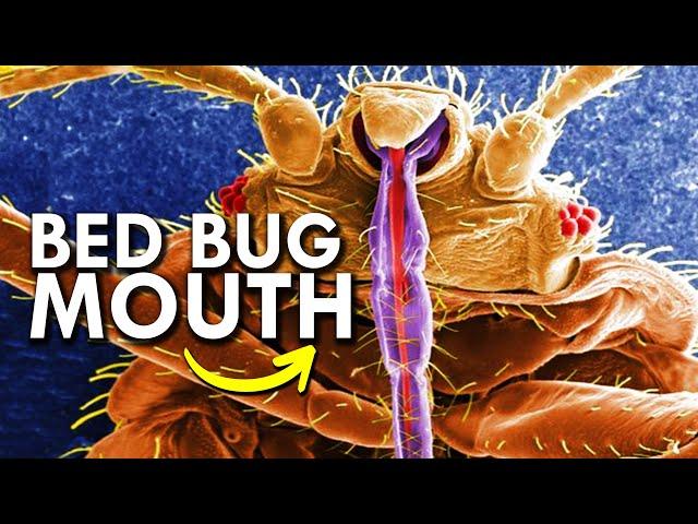 How Bed Bugs Evolved To Ruin Your Life