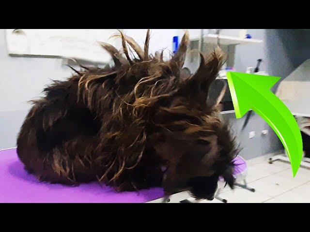 This DOG Had WEIRDEST Haircut I've EVER seen! (Grooming Speeded Up)