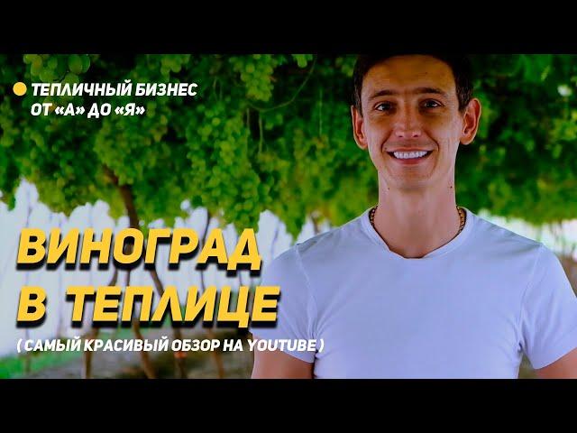 Виноград + клубника в теплице. Лучший обзор на YouTube