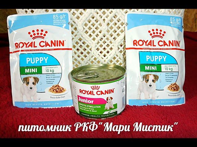 #ЧИХУА КОРМЛЕНИЕ ЩЕНКА#ROYALCANIN консервы ,пачули#КОРМА РОЯЛ КАНИН#ПИТОМНИКРКФМАРИМИСТИК#КУПЛЮЧИХУА