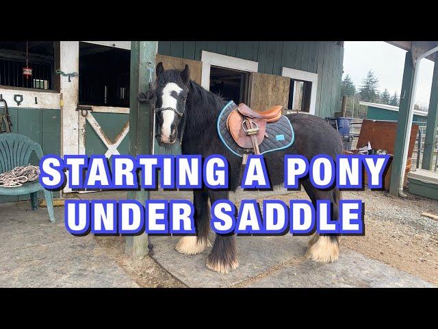 Starting A Horse Under Saddle| Step by Step