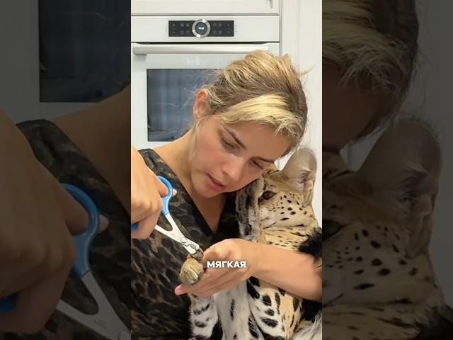 Просим бабушку с дедом подстричь внукам ногти полное видео привяжу к этому видеокто так и думал?