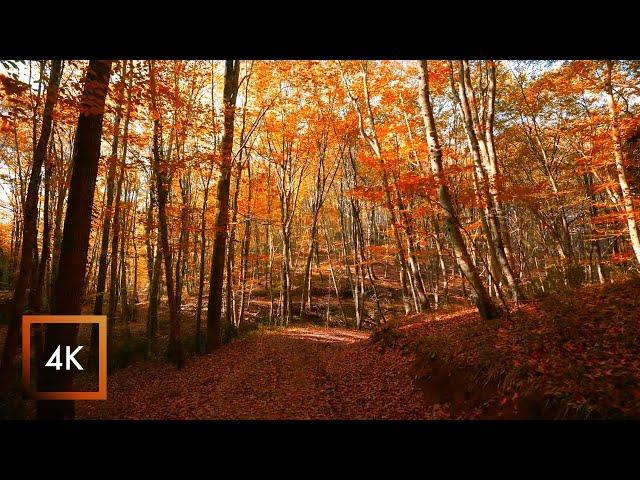 Morning Windy Autumn Walk in the Belgrad Forest, Istanbul, Turkey, Nature Sounds 4k