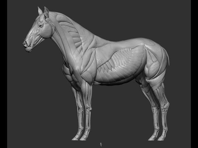 3DscanStore - Horse anatomy teasing