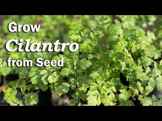 How to Grow Cilantro from Seed in Pots