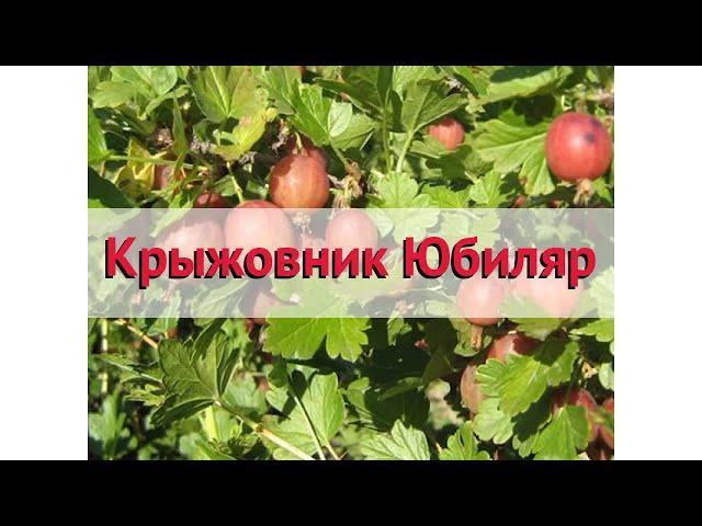 Крыжовник обыкновенный Юбиляр  Обзор: посадка и уход. крупномеры крыжовника: описание и особенности