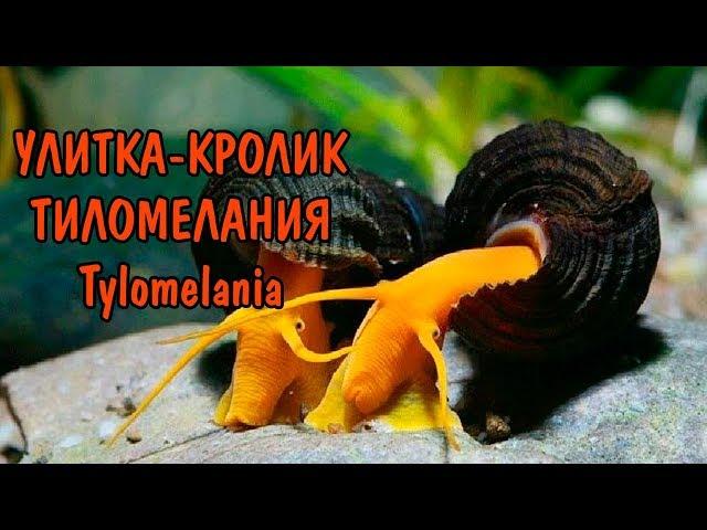 УЛИТКА - КРОЛИК. ТИЛОМЕЛАНИИ. Tylomelania