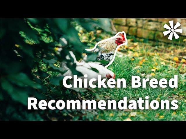 Chicken Breed Recommendations for BEGINNERS 